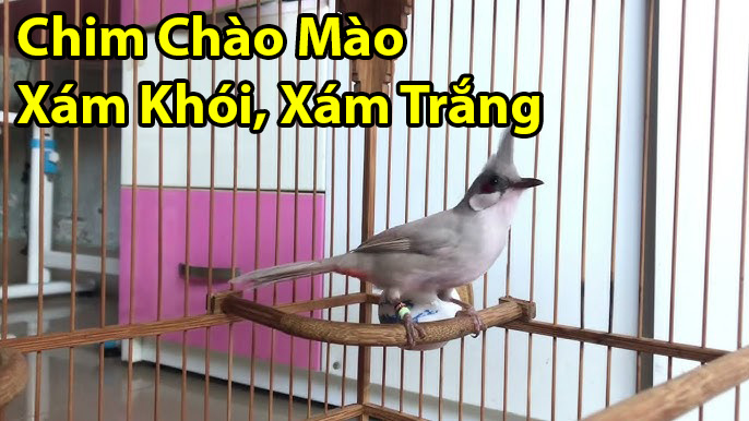 chim chao mao xam khoi xam trang
