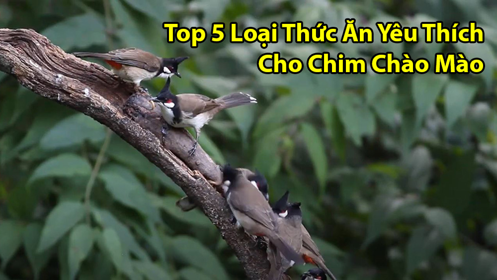 thuc an chim chao mao 2