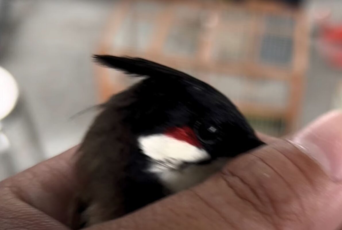 DAU CHIM CHAO MAO MAI