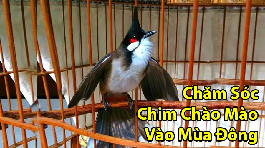 cham soc chim chao mao vao mua dong
